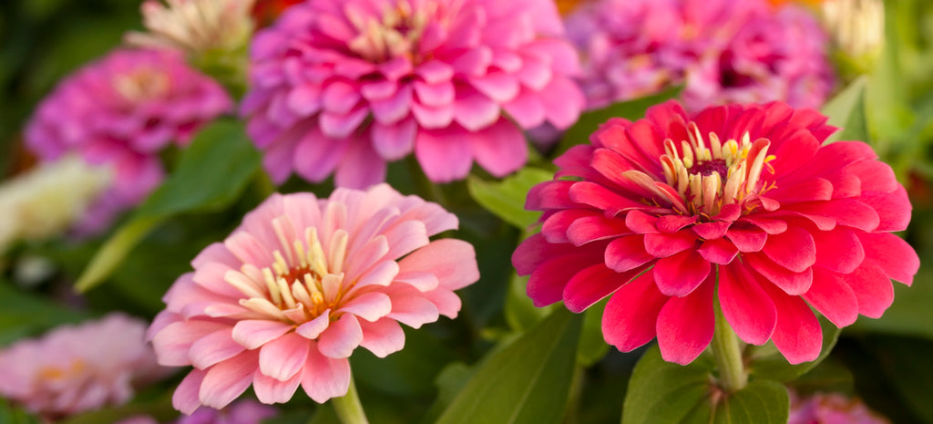 Zinnias: They're Not Outta Your League
