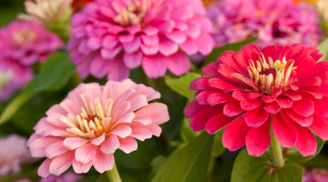 growing zinnias from seed