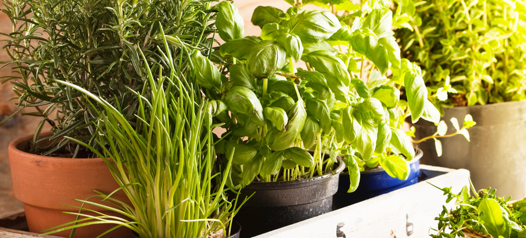 7 Easy Herbs for Beginners