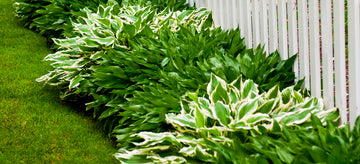 hostas against white picket fence are easy perennials