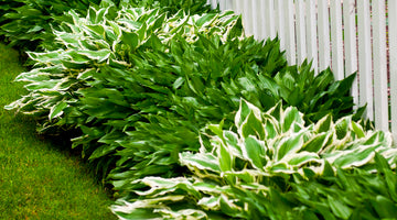 hostas against white picket fence are easy perennials