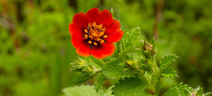 Growing Cinquefoil (Potentilla thurberi) from seed