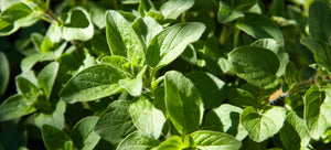 Growing oregano from seed in a garden
