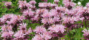 Growing bee balm from seed