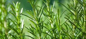 Growing rosemary from seed in the garden