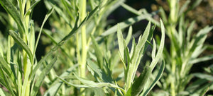 Growing tarragon from seed