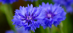 Growing cornflower from seed