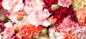 Growing carnations from seed