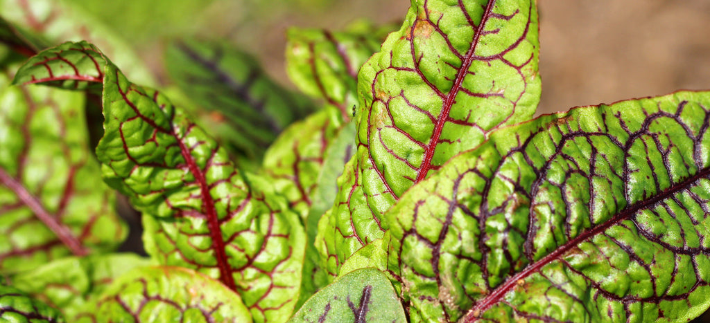 Foraging in your Own Backyard: Growing Sorrel from Seed