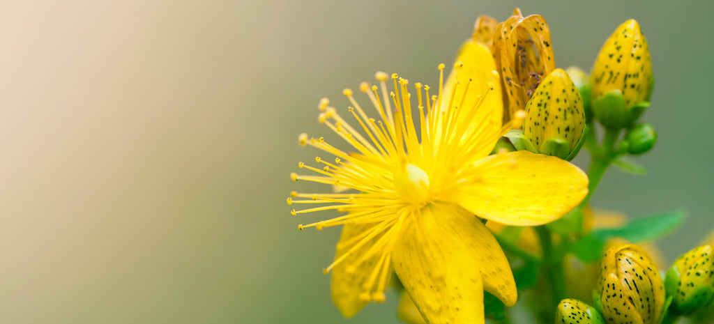 Growing St. John's Wort from Seed for Ultimate Low-Stress Gardening