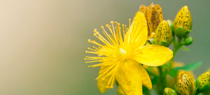 Growing St. John’s Wort from seed