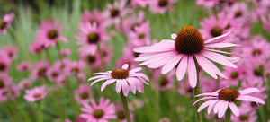 Growing coneflower from seed