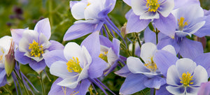 Growing Columbines from seed