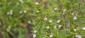 growing savory from seed