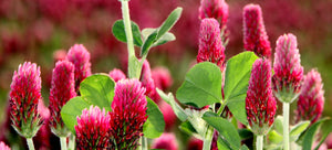 Growing clover from seed