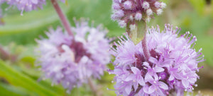 Le Petite Pennyroyal: Growing this Ornamental Herb from Seed