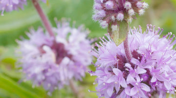 Le Petite Pennyroyal: Growing this Ornamental Herb from Seed