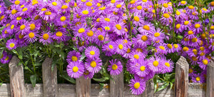 Growing asters from seed