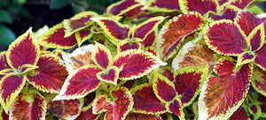 Growing coleus from seed