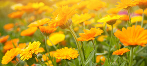 Growing calendula from seed