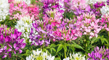 Growing Cleome from seed