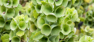 Growing Bells of Ireland from seed