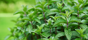 Growing peppermint from seed in a garden
