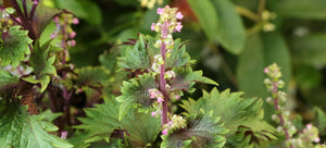 Growing shiso from seed aka perilla frutescens