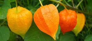 Growing Chinese lanterns from seed