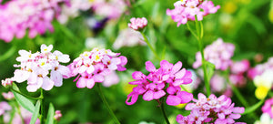 Growing Candytuft from seed