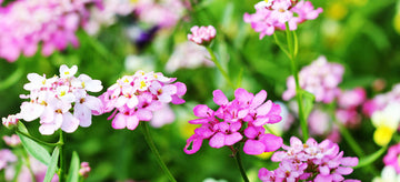 Growing Candytuft from seed