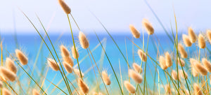 Growing Bunny Tails from seed