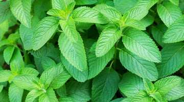 Growing spearmint from seed in the garden