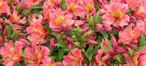 Growing Peruvian lilies from seed