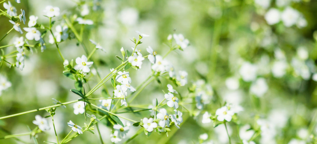 Sow Right Seeds  Grow Annual Baby's Breath from Seed 