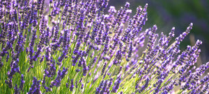 growing lavender varieties in the garden