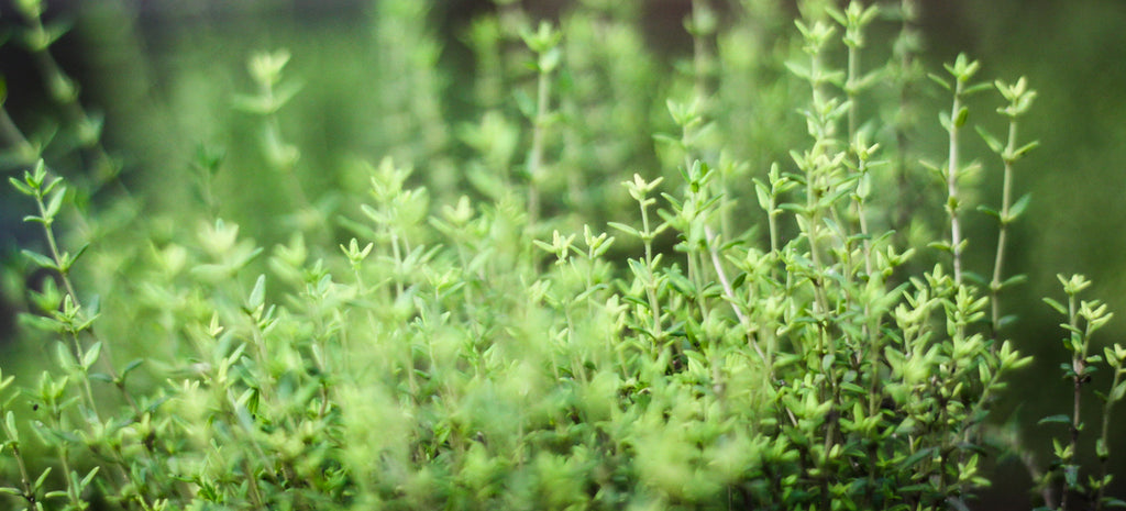 Awful Puns and an Essential Herb: Growing Thyme From Seed
