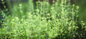 Growing thyme from seed