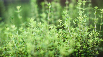 Growing thyme from seed