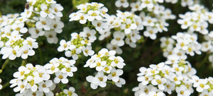 Growing alyssum from seed