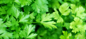 Growing parsley from seed in the garden