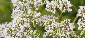 Growing valerian from seed