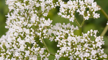 Growing valerian from seed