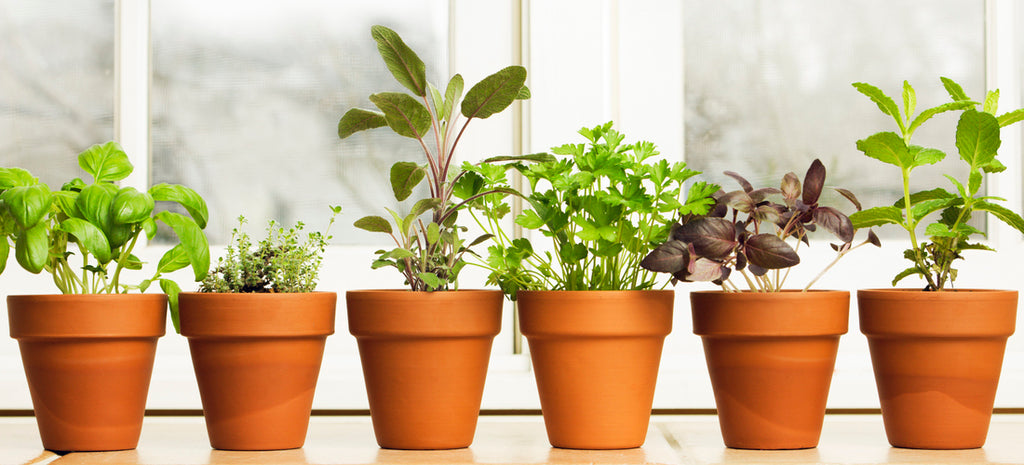 Can Herbs Help You Lose Weight?