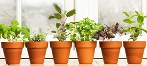 kitchen herbs on windowsill