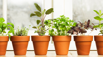 kitchen herbs on windowsill
