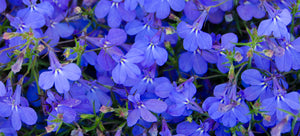 growing lobelia from seed