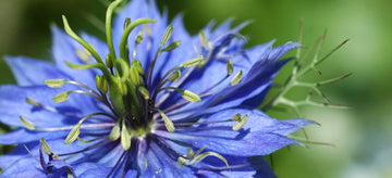 Growing (and Renaming) Love-in-a-Mist