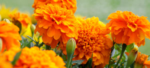 growing marigolds from seed