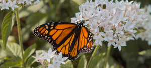 growing milkweed from seed